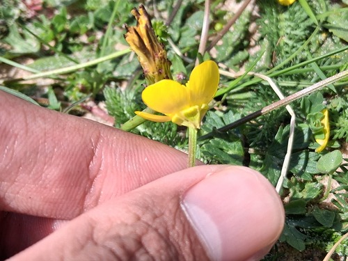 Ranunculus bulbosus, photograph 3