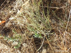 Hypericum linariifolium