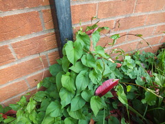 Calystegia silvatica