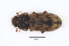 Synchita undata