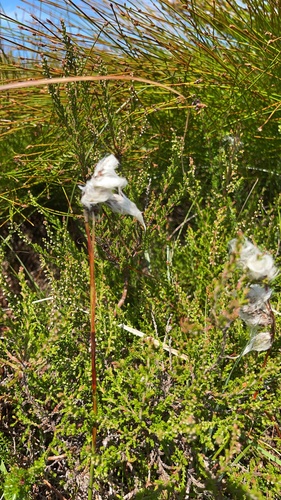Common Cottongrass