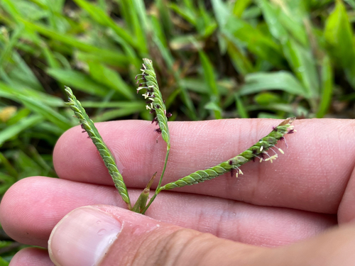 Paspalum jesuiticum observed 2026-07-12