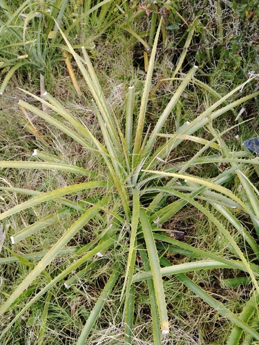 wild banana