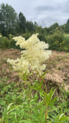 Meadowsweet
