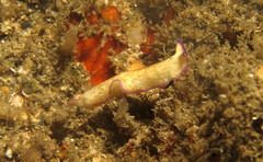 Pseudoceros goslineri