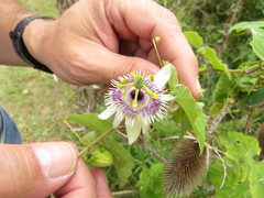Passiflora morifolia