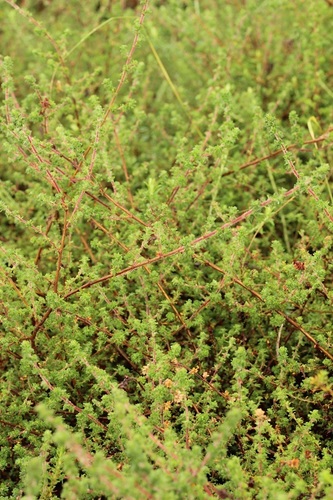 Image of Cliffortia filicaulis by (c) Karen Eichholz, some rights reserved (CC BY)
