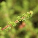 Cliffortia filicaulis - Photo (c) Karen Eichholz,  זכויות יוצרים חלקיות (CC BY), הועלה על ידי Karen Eichholz