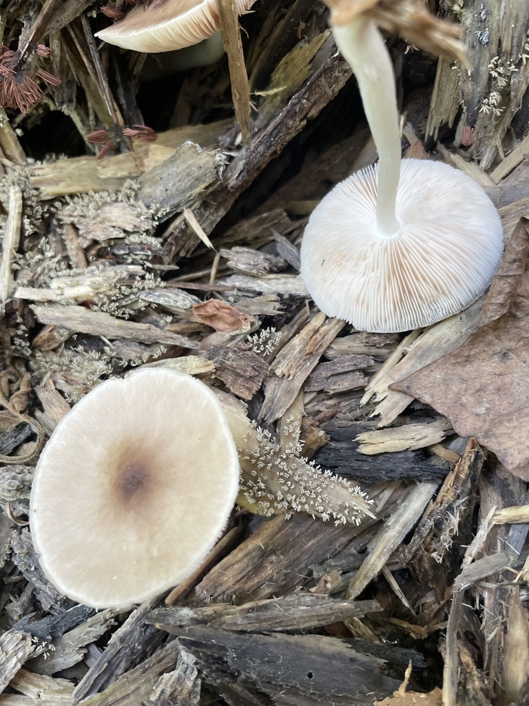 Deer Mushroom · July 2026 · photo: Photo: no rights reserved · iNaturalist