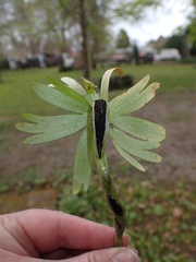 Urocystis eranthidis