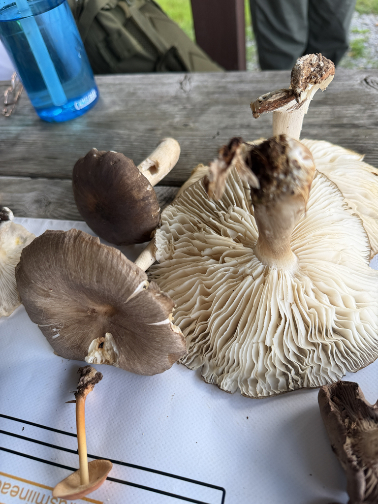 Eastern American Platterful Mushroom · July 2026 · photo: Photo: no rights reserved · iNaturalist