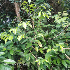 Aquilaria sinensis