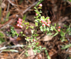 Vaccinium myrsinites