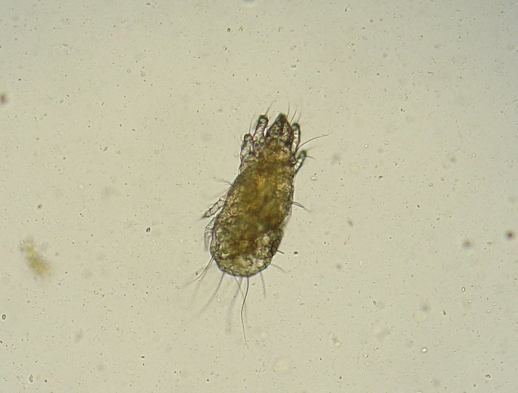 flour mite