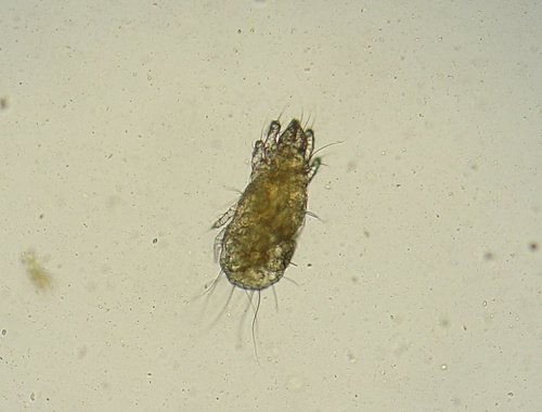 flour mite