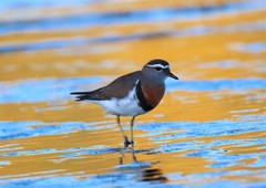 Charadrius modestus