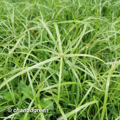 Cyperus aromaticus