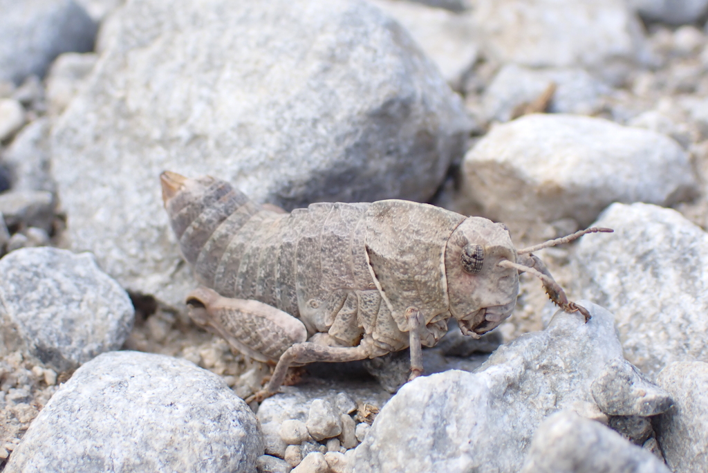 Heldreich's Stone Grasshopper