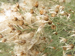 Baccharis notosergila