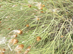 Baccharis notosergila