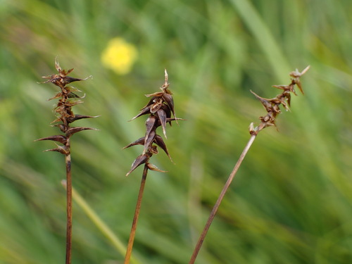 Carex davalliana, photograph 4