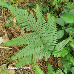 Pteris linearis
