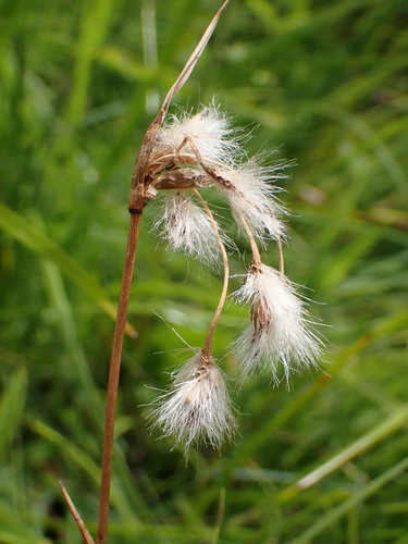 Eriophorum latifolium, photograph 6