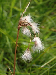 Eriophorum latifolium, photograph (c) Milan Chytrý, some rights reserved (CC BY)