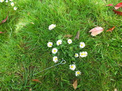 Bellis perennis