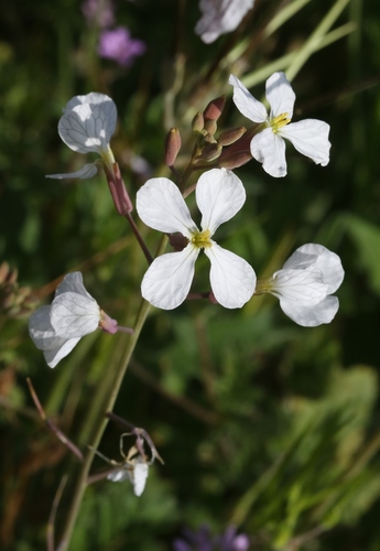Wild radish