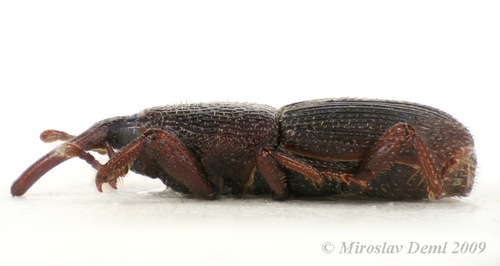 Wheat Weevil