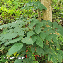 Aralia chinensis
