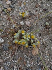 Eriophyllum pringlei