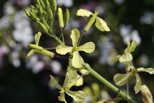 Raphanus raphanistrum