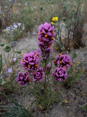 Castilleja exserta venusta