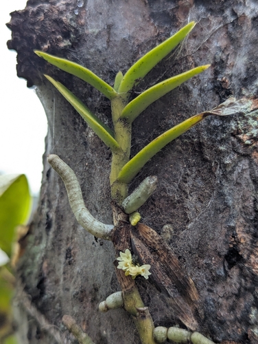 Campylocentrum spannagelii