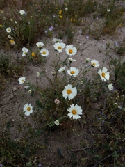 Layia glandulosa