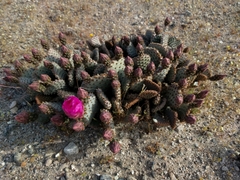 Opuntia basilaris brachyclada