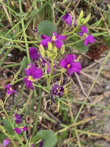 Zeltnera venusta observed 2026-07-12
