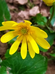 Ficaria verna
