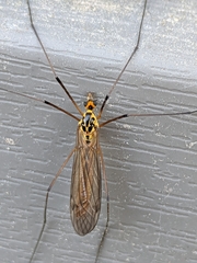 Nephrotoma submaculosa