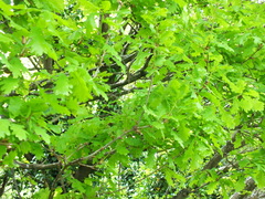 Quercus robur