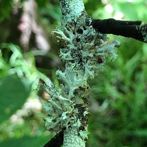 Heterodermia echinata observed 2026-05-04
