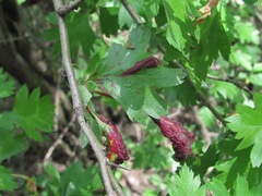 Taphrina crataegi