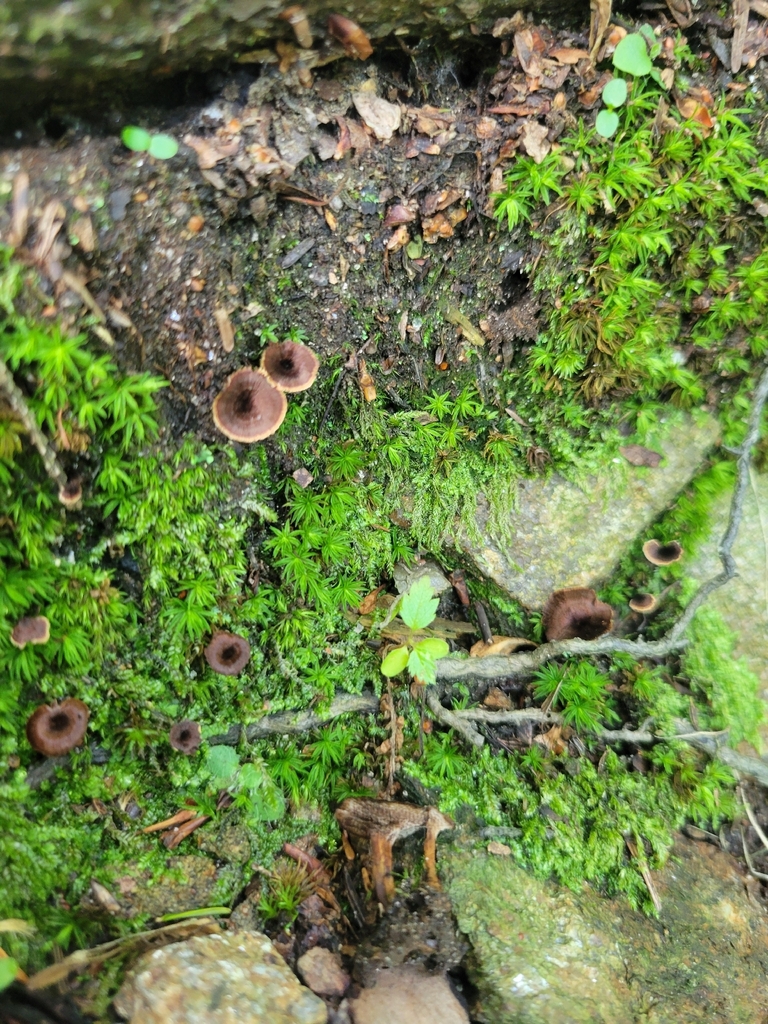 Shiny cinnamon polypore