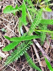Achillea millefolium