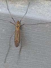 Nephrotoma submaculosa