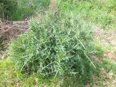Cirsium vulgare