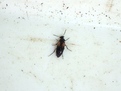 Anaspis fasciata