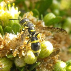 Parancistrocerus declivatus